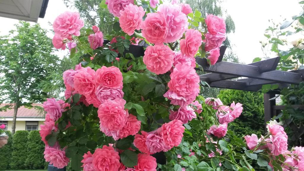 B&B Kamelia Komorniki  Dış mekan fotoğraf